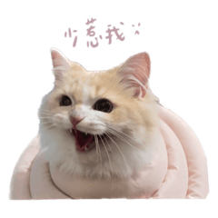 I am MOMO WU