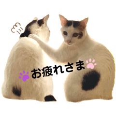 saori_20230603180741