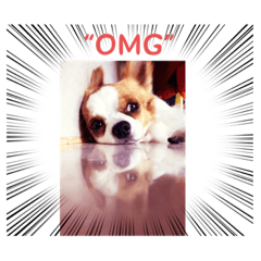 Chiwawa baby