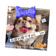 A lot of pet memories! A stamp
