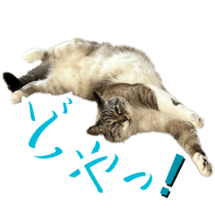 Sakura_20230603184030