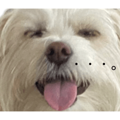 Sakura_20230603200420