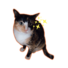 Tortolseshell Cat