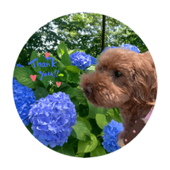 SAYURI_20230603213109