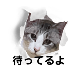 cat223_20230604134451