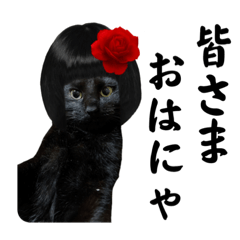 愛猫の黒猫黒豆第1弾