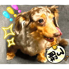 Sakura_20230604120413