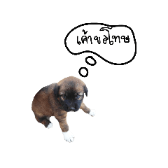 Thai dog cute dog – LINE stickers | LINE STORE