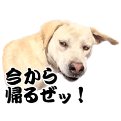 “変顔犬” 猟犬カシン