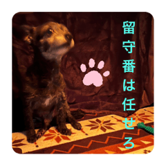 Sakura_20230605074247