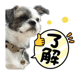 maru'sstamp Boston terrier &shih tzu mix