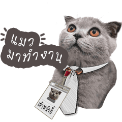 office working cat – LINE stickers | LINE STORE
