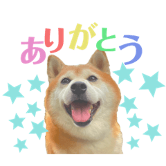 shibainu Ristu