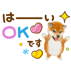 かわいい犬❤️敬語❤️柴犬❤️チビカワ犬