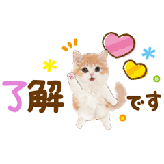 かわいい猫❤️敬語❤️チビカワ猫よく使う