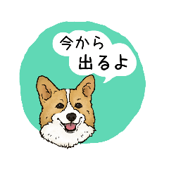 Canaan Dog_20230606093313