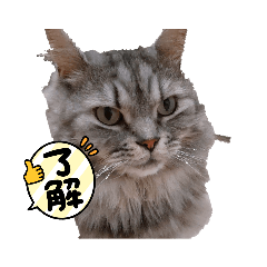 sakura_20230606132957