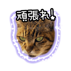 猫のプーちゃんスタンプ