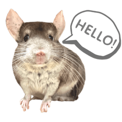 Chinchilla Leo <English>