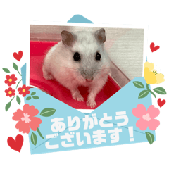hamnosticker