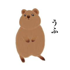 Kawaii quokka