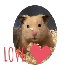 hamster sen.don