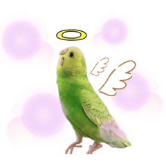 むぎおです