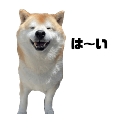 shibace_20230607120003
