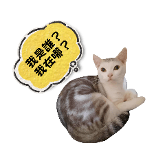 卡哇伊呦