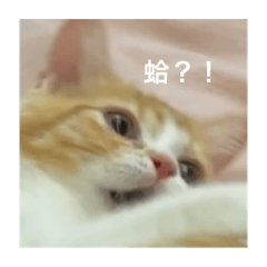 橘子皮不是皮#1