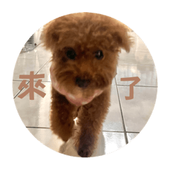 呆寶的語錄