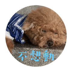我與呆寶