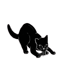 black kittie cat