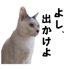 ふじぽぽみつお9