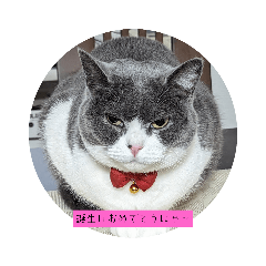 MY cat debon