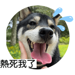 抑鬱的噗2 柴犬 黑柴 (SHIBA)