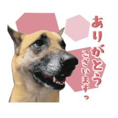 Mikan is a shelter dog from Wakayama.