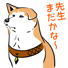 It's clumsy, but what? Akita inu Hachi3