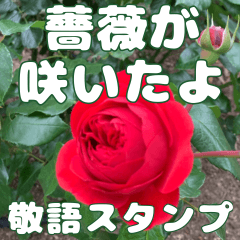 綺麗な薔薇が咲きました✳︎敬語スタンプ