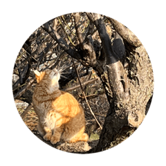 cat on plum tree