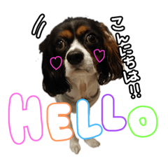 キャバリアのシピ