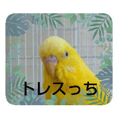 Yellow bird_20230609085836