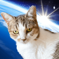 Zuck the Universe Cat Sticker