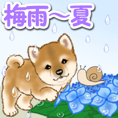 Puppy of Mameshiba in the rainy season
