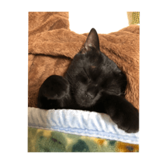 猫猫猫猫猫猫猫猫猫猫猫猫猫ho