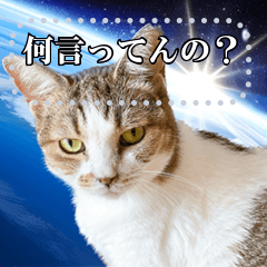 Zuck the Universe Cat Message Sticker