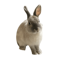 Sakura_20230610093928