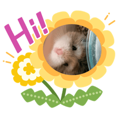 可愛鼠呦