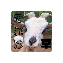 sakura_20230610065915