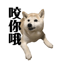 柴犬哈妮